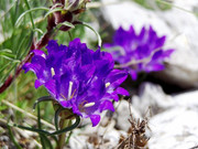 BIG_Srubsko zvanche(3000x2250)_1515435712234