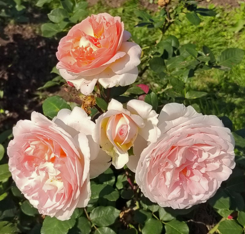 https://i.postimg.cc/23p3JpqC/059-IMG-20240918-121900-edit-282200064765785.jpg