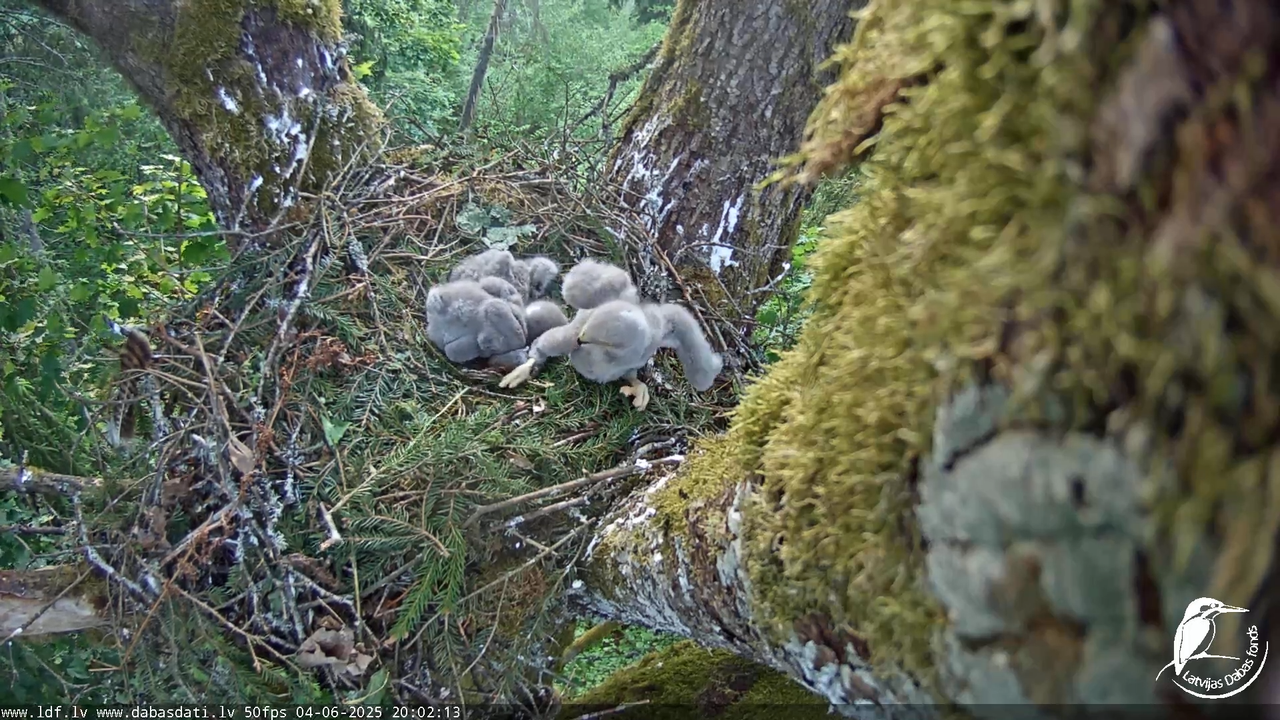 Melnās klijas (Milvus migrans) Kurzemē_ peļu klijāni (Buteo buteo) 13-26-34 screenshot