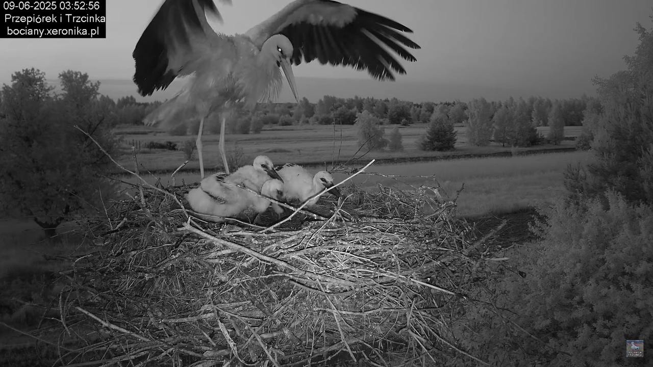 09062025bociany3