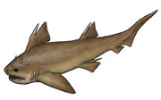 hybodus