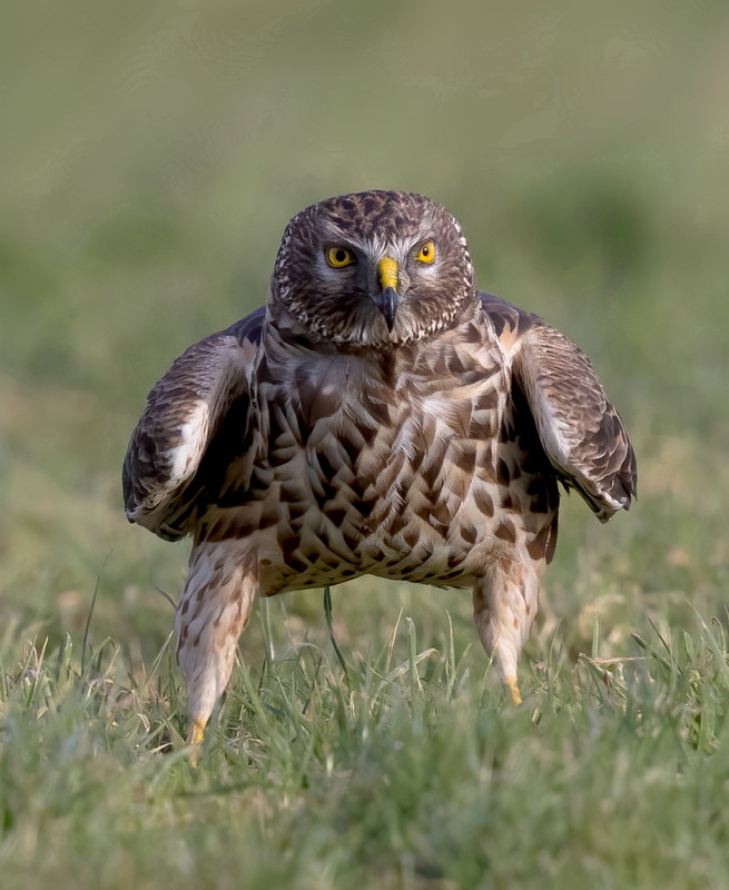 Blauwe Kiekendief (vrouw), Friesland 2024