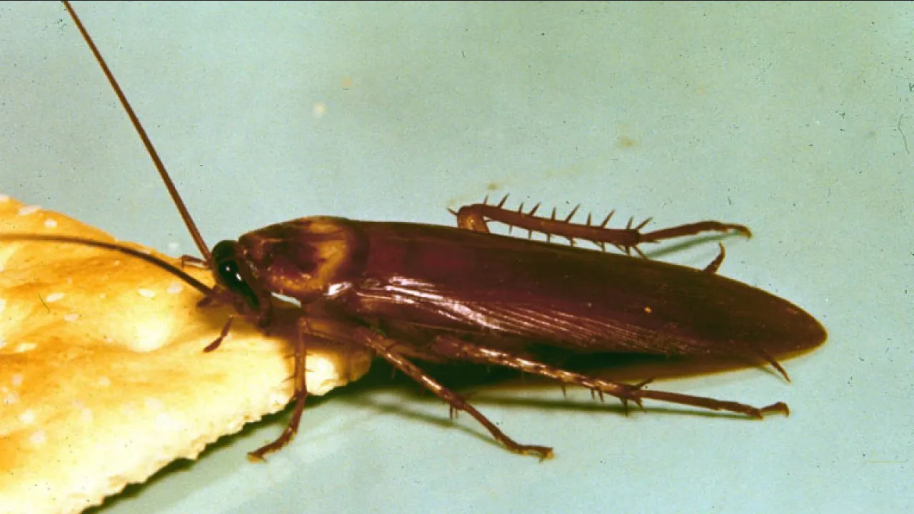 ¿Qué hacer para eliminar las cucarachas de tu casa? Hazlo con vaselina