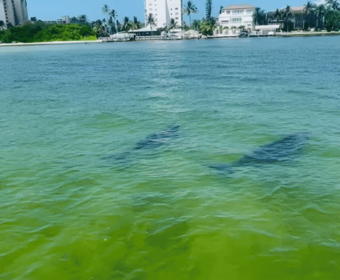 BBF5-A357-EAE6-44-F5-B469-F612-A087-DE24.gif