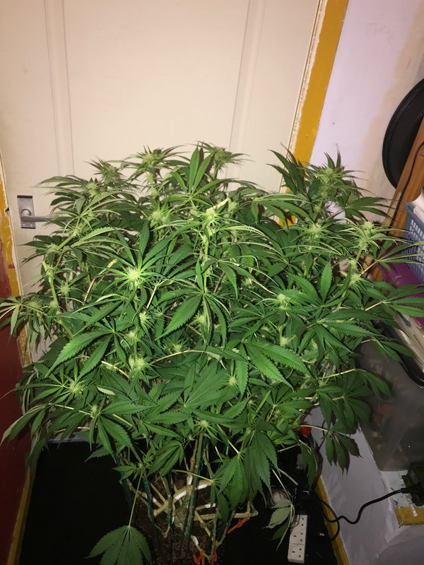 0AC733B9-5384-4533-833A-412B87CC8E28