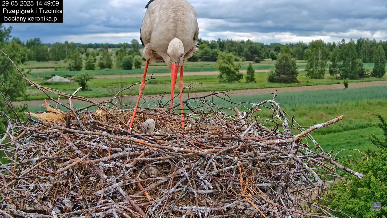 29052025bociany17