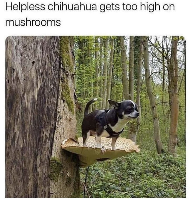 Shroomin-Chihuahua.jpg