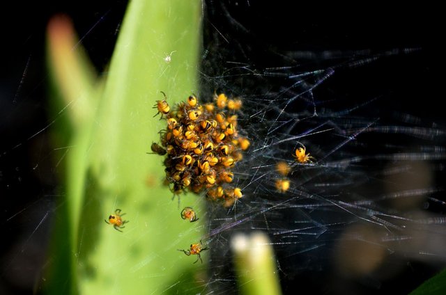 spider-nest-5215053-960-720