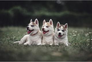Dog photography - Moody & Dramatic look in Adobe Lightroom