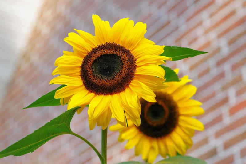 sunflower-flowers-bright-yellow-46216.jpg