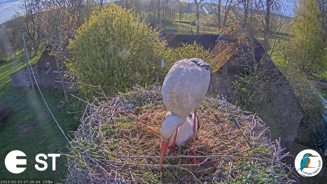 Baltie stārķi (Ciconia ciconia) Tukuma novadā - LDF tiešraide __ White storks in Tukums, Latvia 5-5-