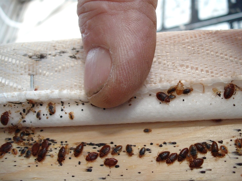 bed-bug-10.jpg