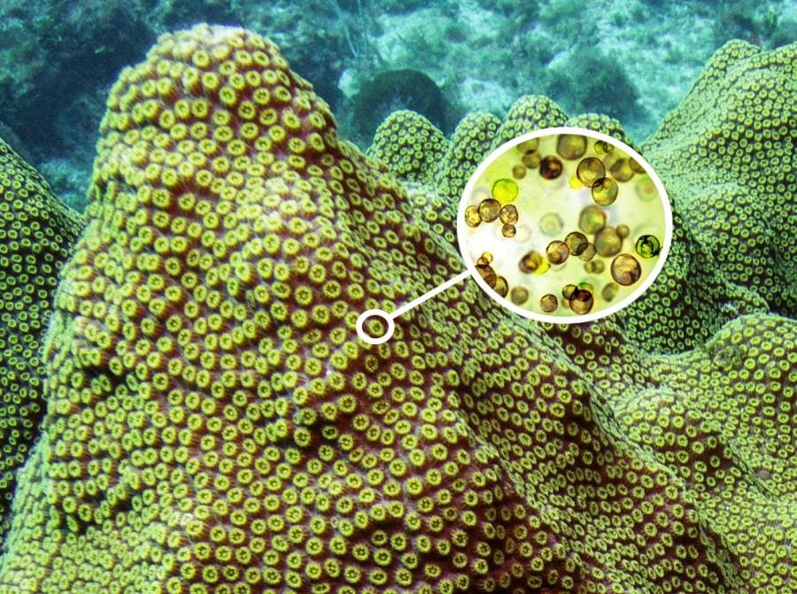 Рекорд по симбиотической универсальности держат водоросли из рода Symbiodinium (зооксантеллы) Рекорд по симбиотической универсальности держат водоросли из рода Symbiodinium (зооксантеллы)