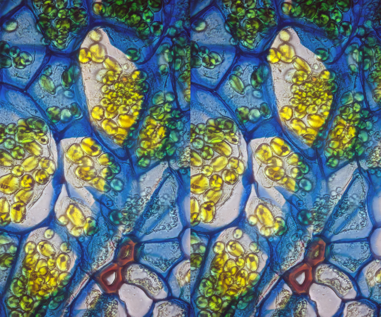 Stereo 3 5 Cross TPnd 4K