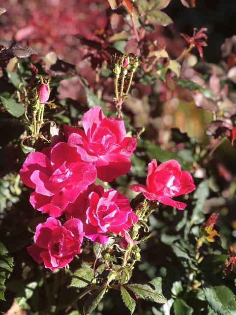 [Image: AD193-CA3-01-A3-41-B2-842-B-F74984516689.jpg]