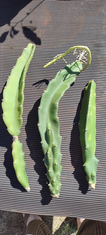 IMG_20220709_162206127_HDR