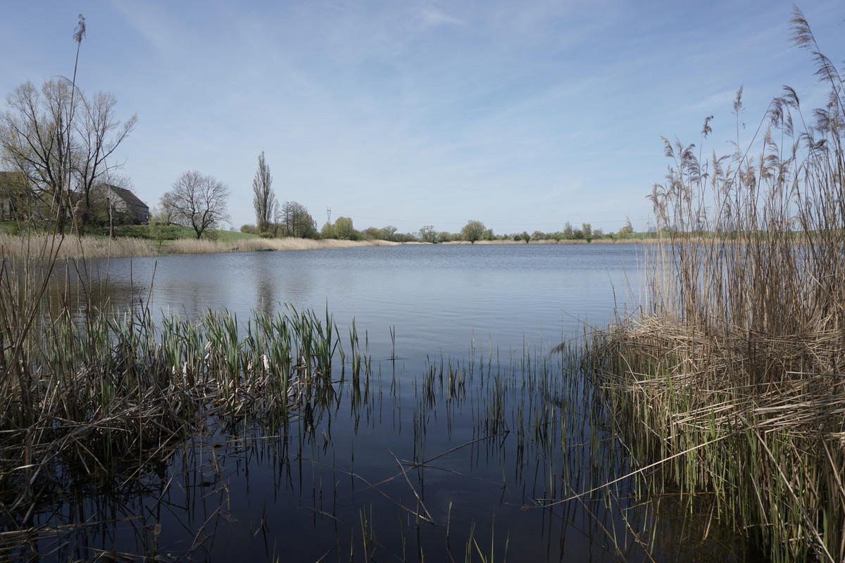 19.38 - DSC07976 (zbychowiec)