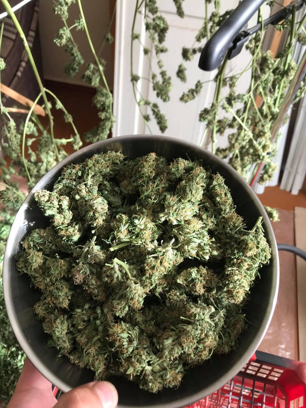 Messenger_creation_0473234E-3BAB-4E1B-B2EE-32BAB8595396_0