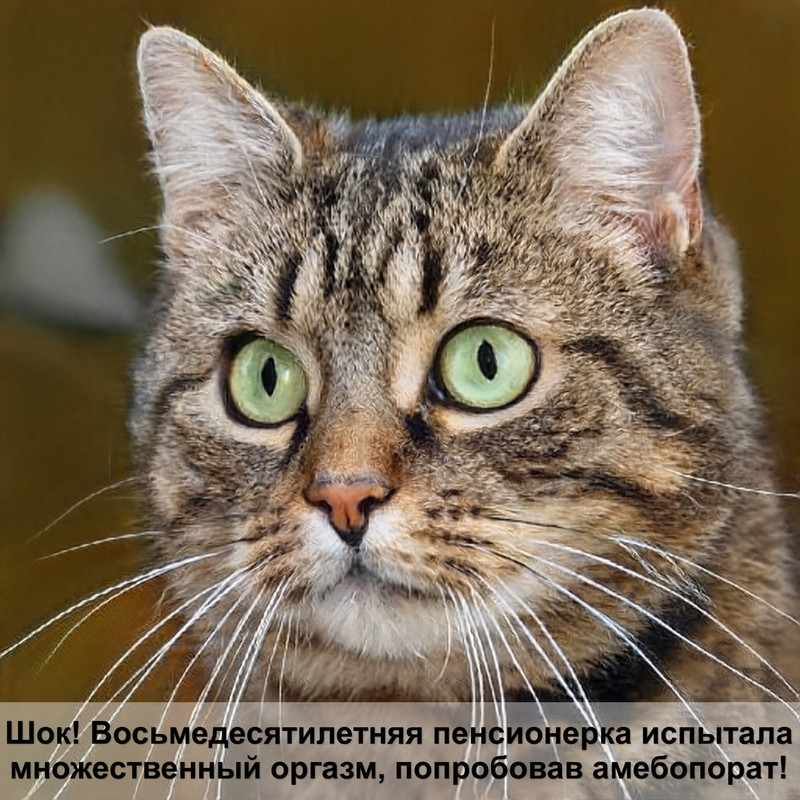 американская кошка свирепая самая