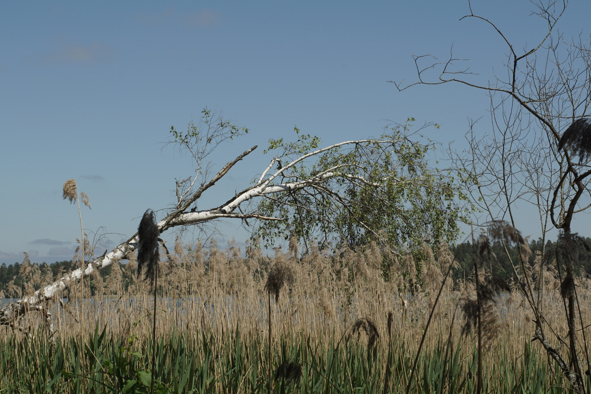 23 - DSC00604 (zbychowiec)