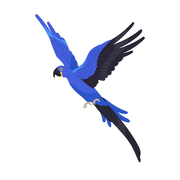 hyacinth macaw flying air tropical bird with blue feathers exotic parrot fly spread wings vulnerable