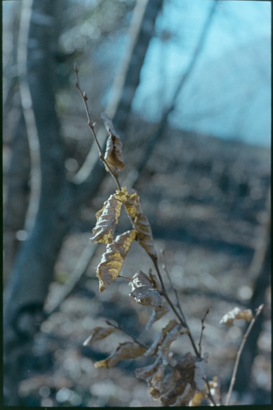 Nikon FM2n_Nikkor micro 55mm_10feb2022_24 (853x1280)