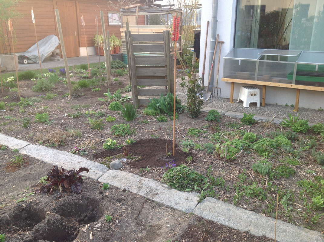 Die Phlox's umpflanzen 1.04.16 (3)