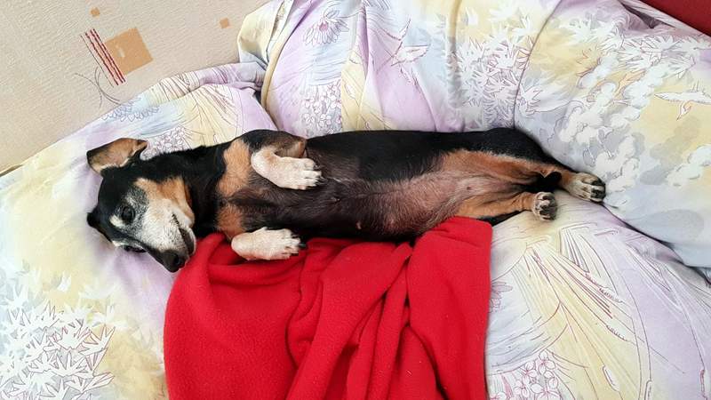 [Image: Resized-20200909-153010-6192.jpg]