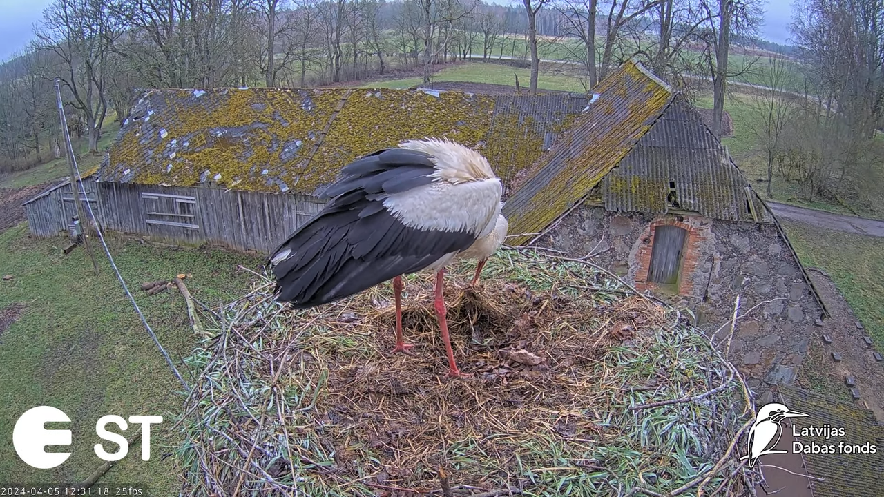 Baltie stārķi (Ciconia ciconia) Tukuma novadā - LDF tiešraide __ White storks in Tukums, Latvia 2-23