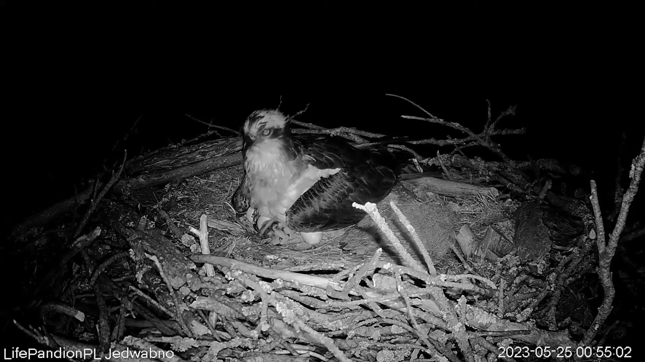 Rybołowy Online Puszcza Napiwodzko-Ramucka _ Ospreys Online in Napiwodzko-Ramucka Forest 7-2-7 scree