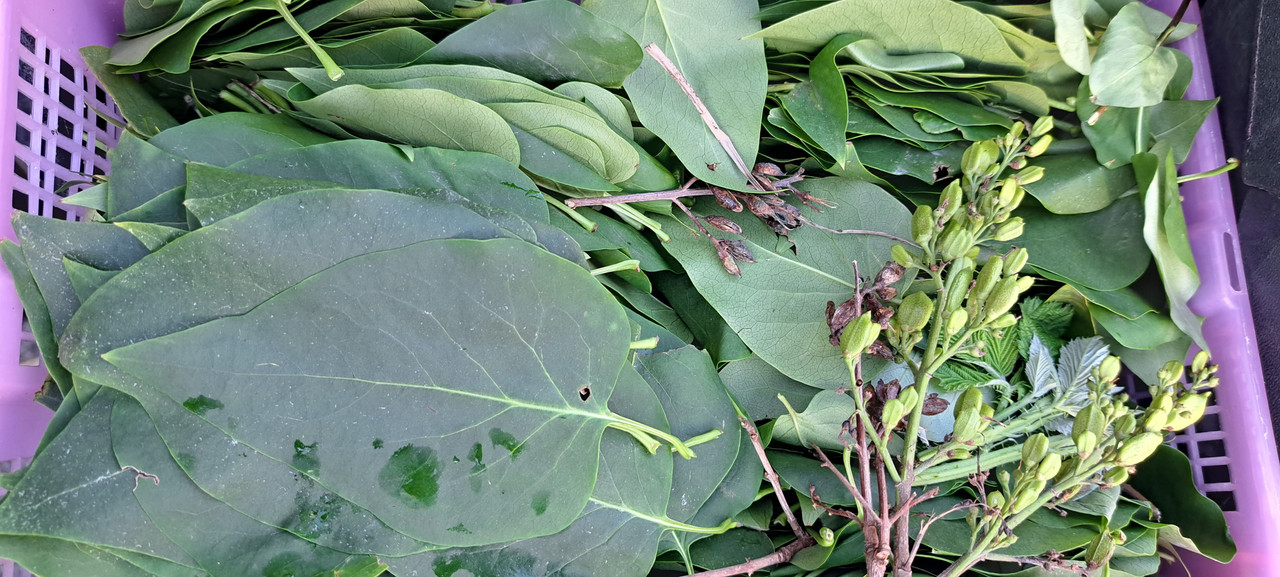 [Image: TUIN-MS-SERING-BLAD-20230812.jpg]