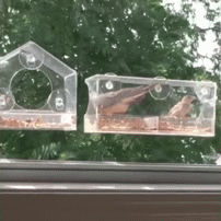 Cat-Bird-Attack.gif