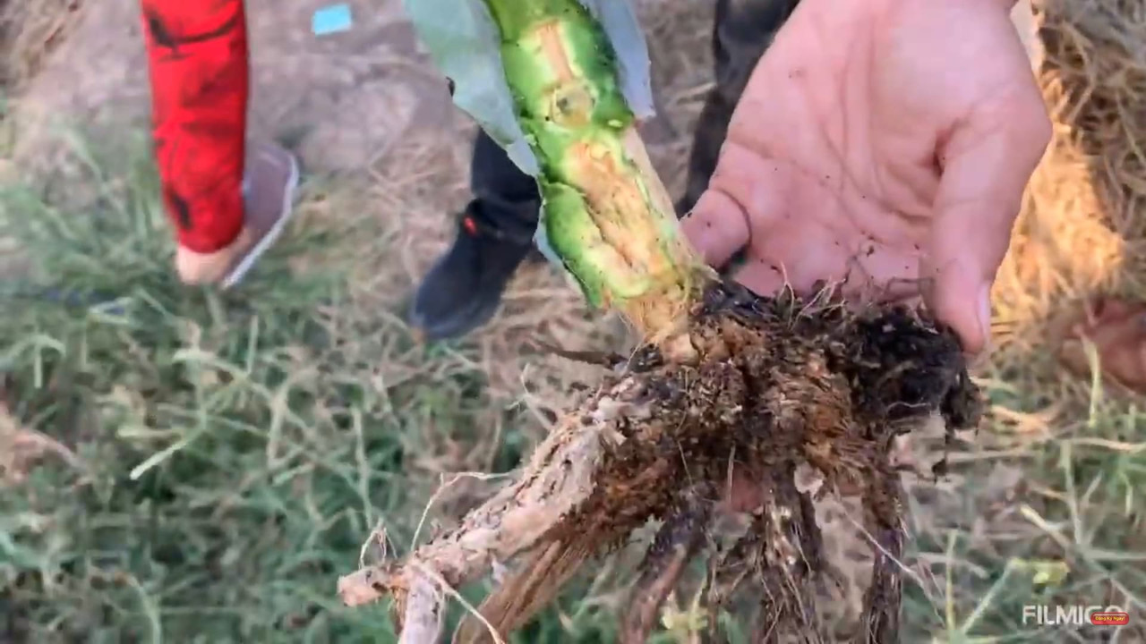 close-up-root-rot-dragon-fruit.jpg