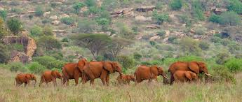 Tsavo East National Park