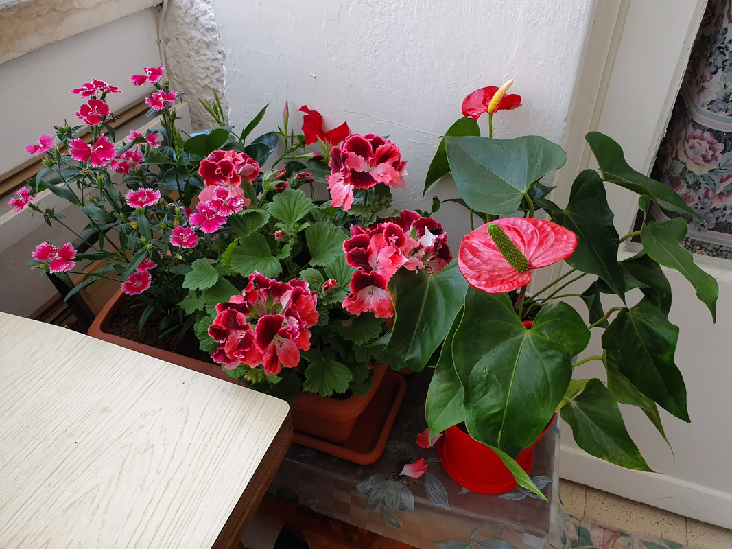 Гвоздика, герань и антуриум в хайфской квартире