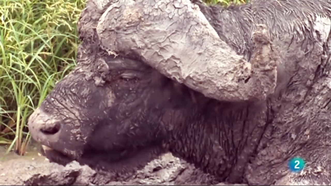 image - Grandes documentales: África salvaje