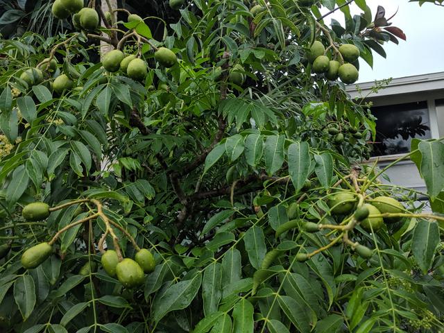 [Image: IMG-20190708-141524.jpg]