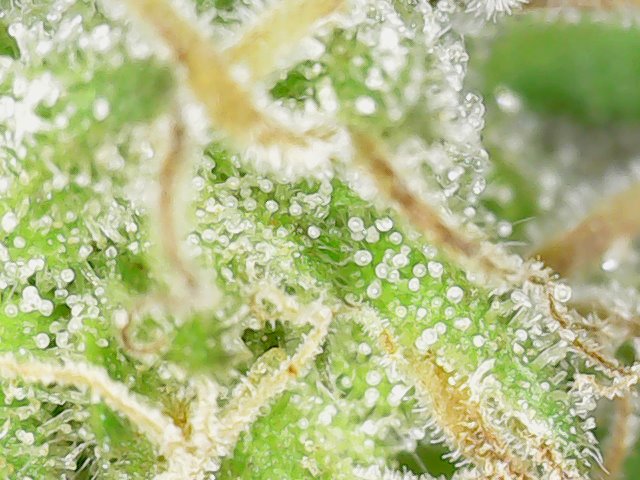 Snapshot@2021_1101_162851