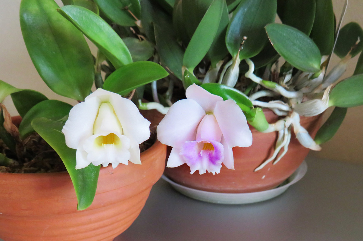 ледииалаори2022март