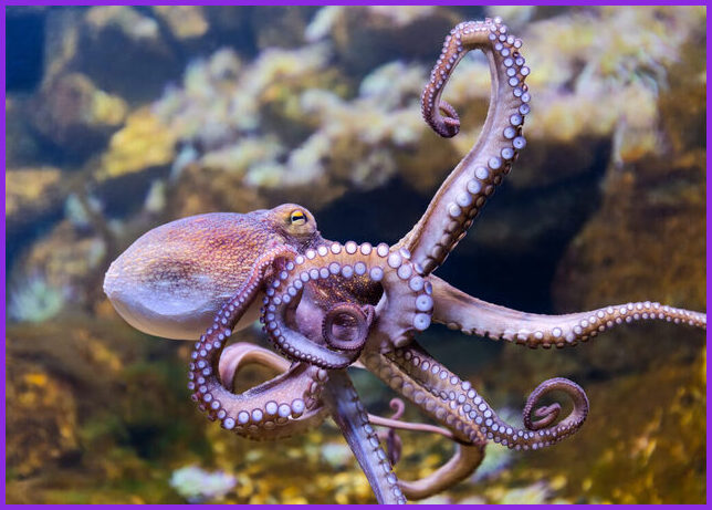 octo