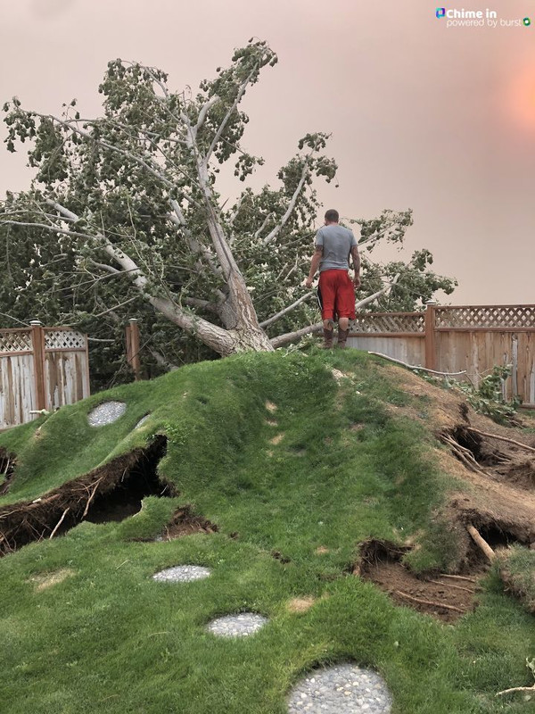 TREE FELL FROM WIND 9-7-2020