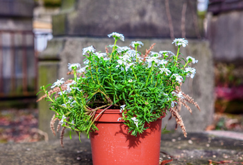 potted flowers at cemetary