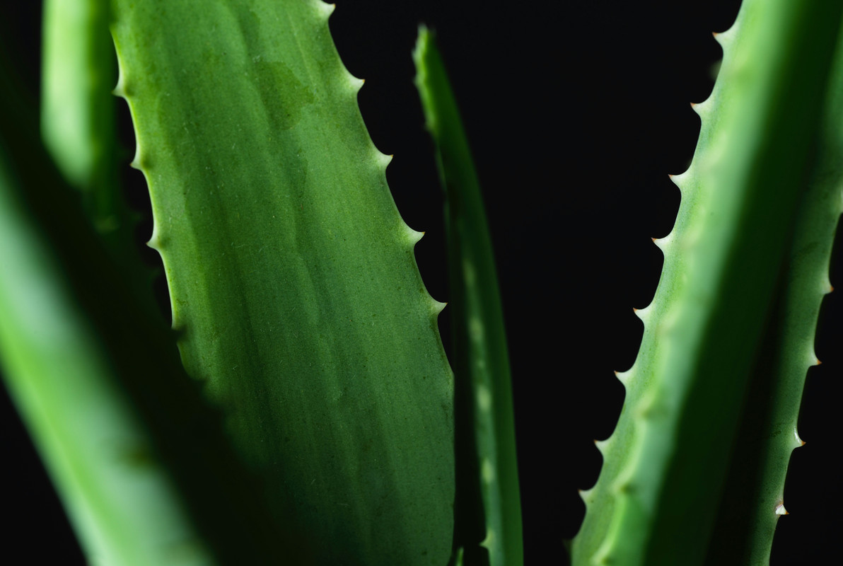 how-to-recover-from-a-festival-sunburn