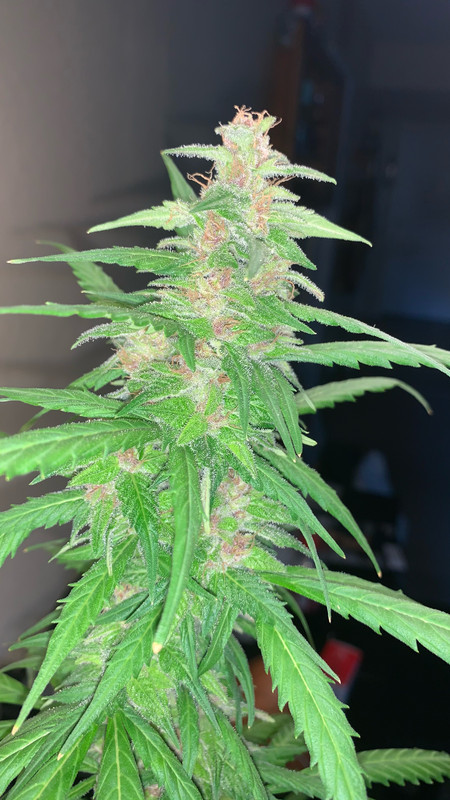 63028B81-BADD-4B45-B1BF-F0A1F73CBEC9