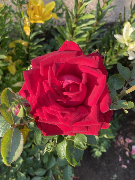 https://i.postimg.cc/25JYqR8y/IMG-6462.jpg