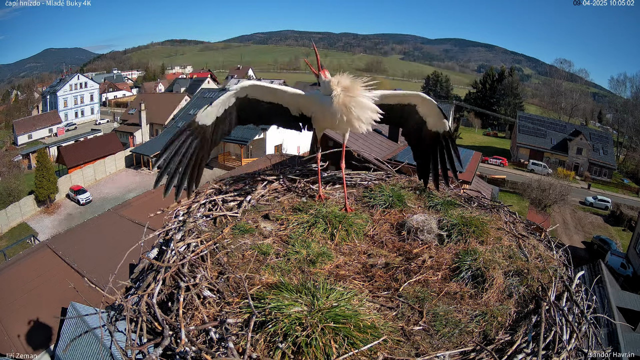 Živá kamera - Mladé Buky - čapí hnízdo 4K 11-33-26 screenshot