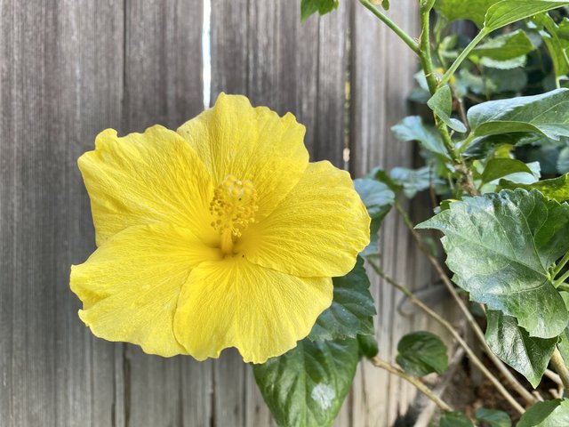 [Image: 0-C8-B7847-A8-BF-4-DDB-BA07-8-C1-D0951-BE47.jpg]