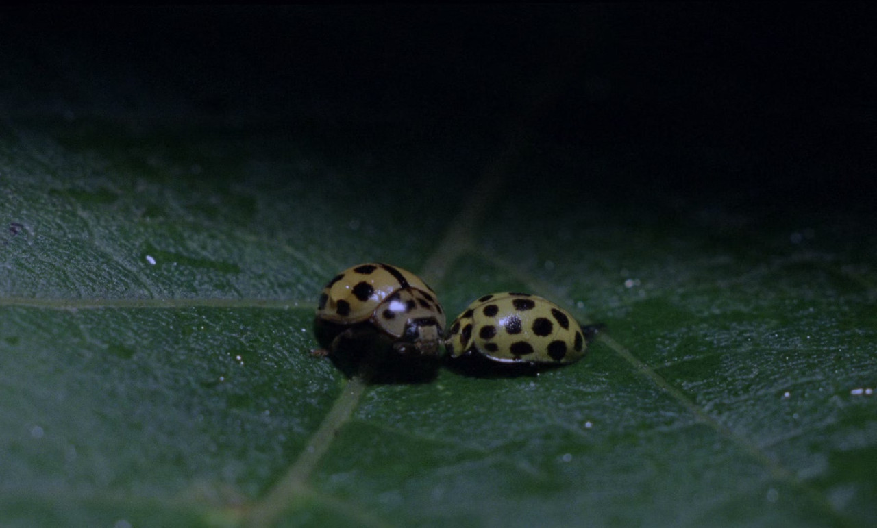 Phenomena (1985) (1080p BluRay x265 r00t)-10
