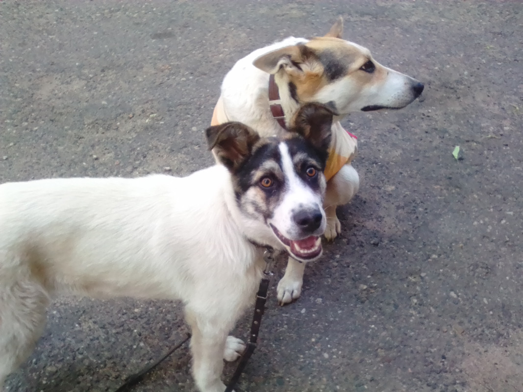 Мартин опять 006