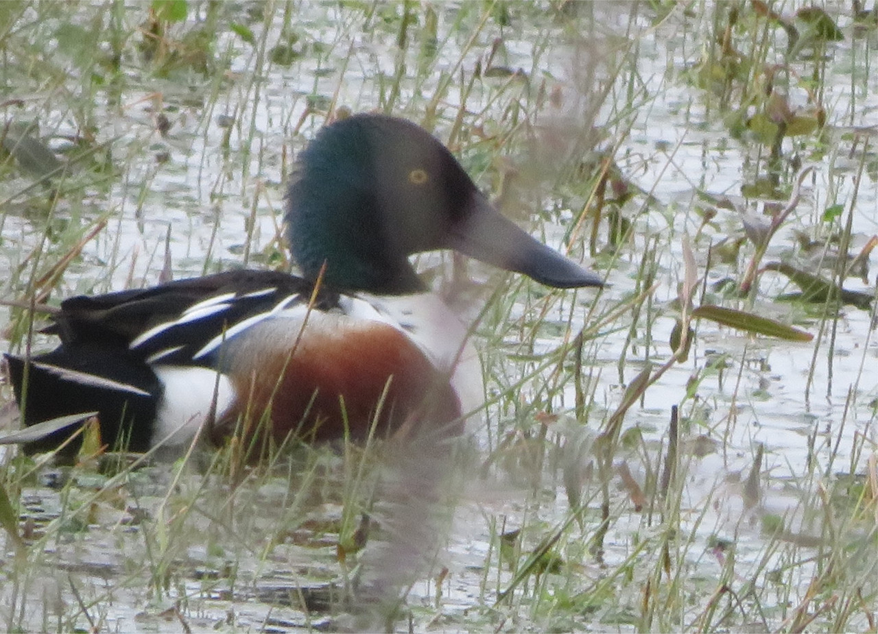 Shoveler